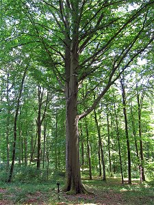 Dicke Buche am Hüttenweg bei Sulzthal