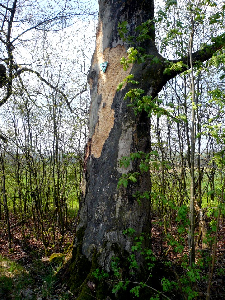 Drei Rotbuchen bei Roßbach