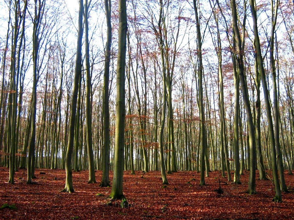 Fagus sylvatica

 Rotbuchenreinbestand, ca. 60-jährig bei Baumgarten (Stadt Gransee, Landkreis Ostprignitz-Ruppin, Brandenburg).