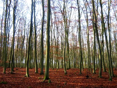 Fagus sylvatica

 Rotbuchenreinbestand, ca. 60-jährig bei Baumgarten (Stadt Gransee, Landkreis Ostprignitz-Ruppin, Brandenburg).