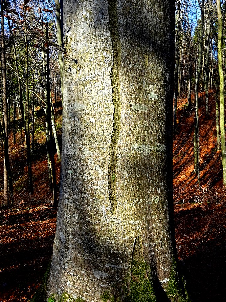 Stamm einer Rotbuche (Fagus sylvatica) im Fischerhölzli im Waldgebiet Honeret, Dietikon