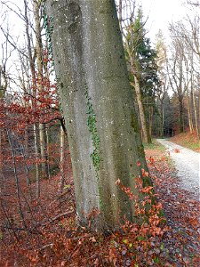 Rotbuche (Fagus sylvatica) mit jungem Gemeinem Efeu (Hedera helix) an der Mittleren Honeretsrainstrasse im Waldgebiet Honeret, Dietikon