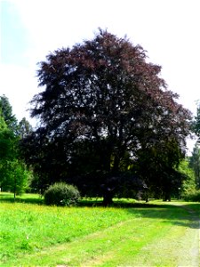 Fagus sylvatica atropunicea in Karviná, Czech Republic. Memorable tree.