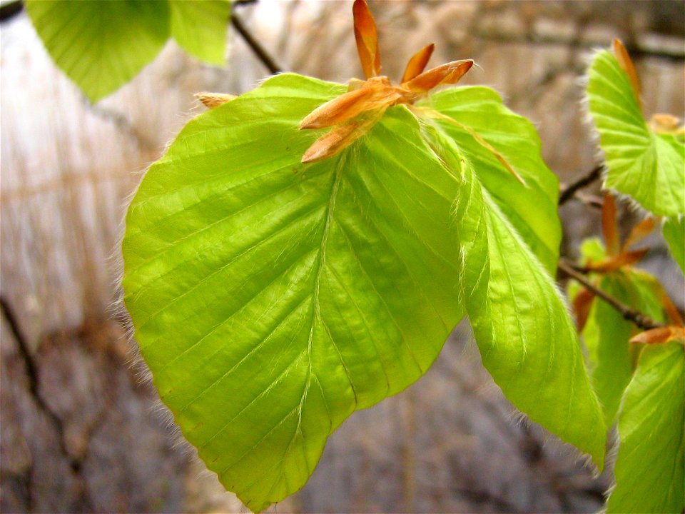 Young leaves of beech.