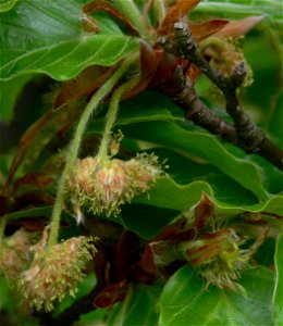 European beech - Fagus sylvatica - male flowers (left), female flower (right)