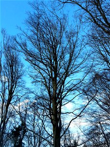 Rotbuche (Fagus sylvatica) an der Mittleren Honeretsrainstrasse im Waldgebiet Honeret, Dietikon