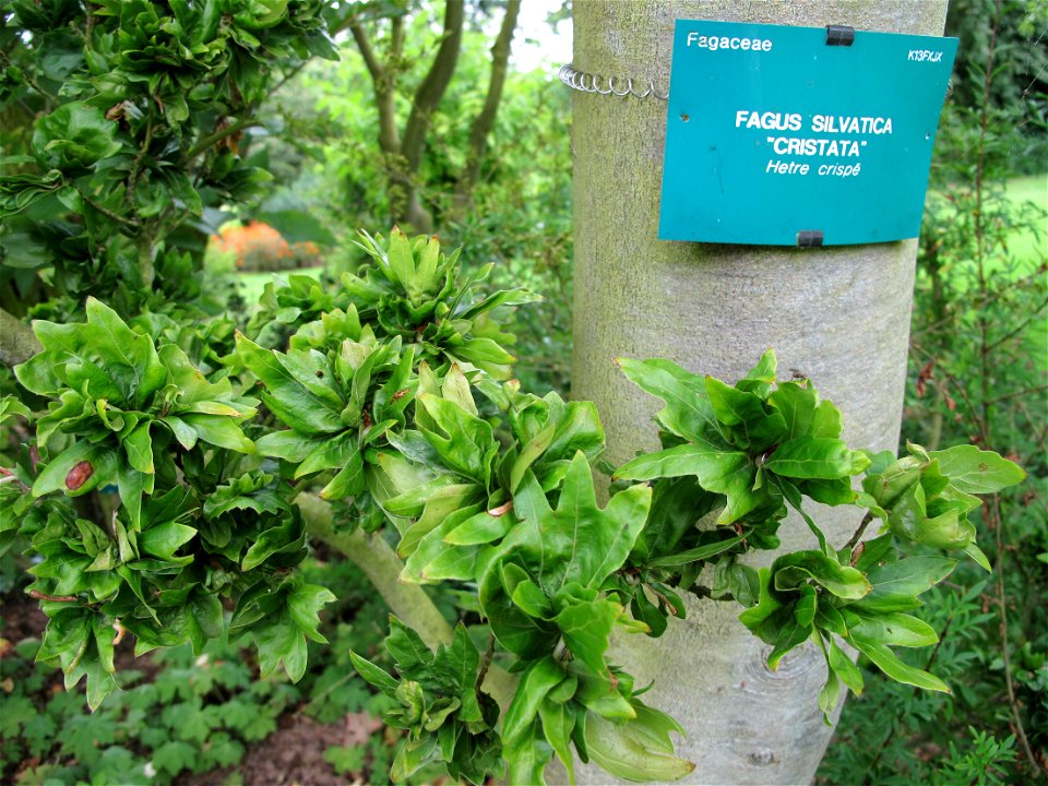 Leaves of cristed beech