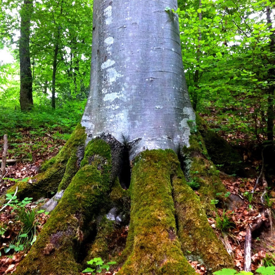 Roots and bark of Fagus sylvatica in the Forest above Dietikon, Switzerland