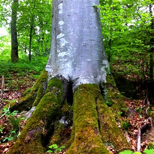 Roots and bark of Fagus sylvatica in the Forest above Dietikon, Switzerland