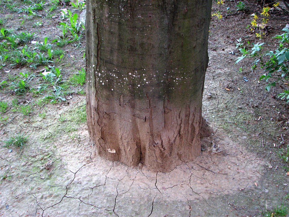 A Eureopean Beech, trunk.