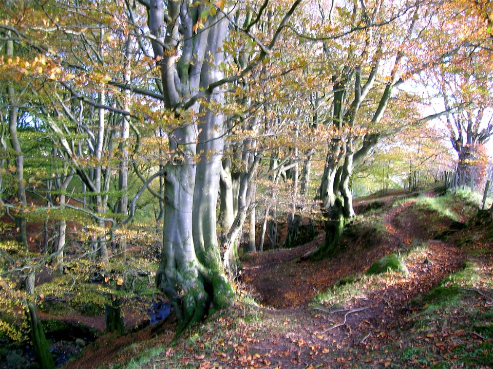 Beechwoods at Giffordland, Dalry, North Ayrshire, Scotland