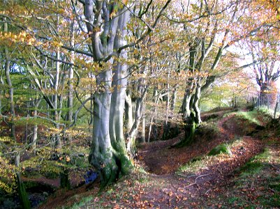 Beechwoods at Giffordland, Dalry, North Ayrshire, Scotland photo