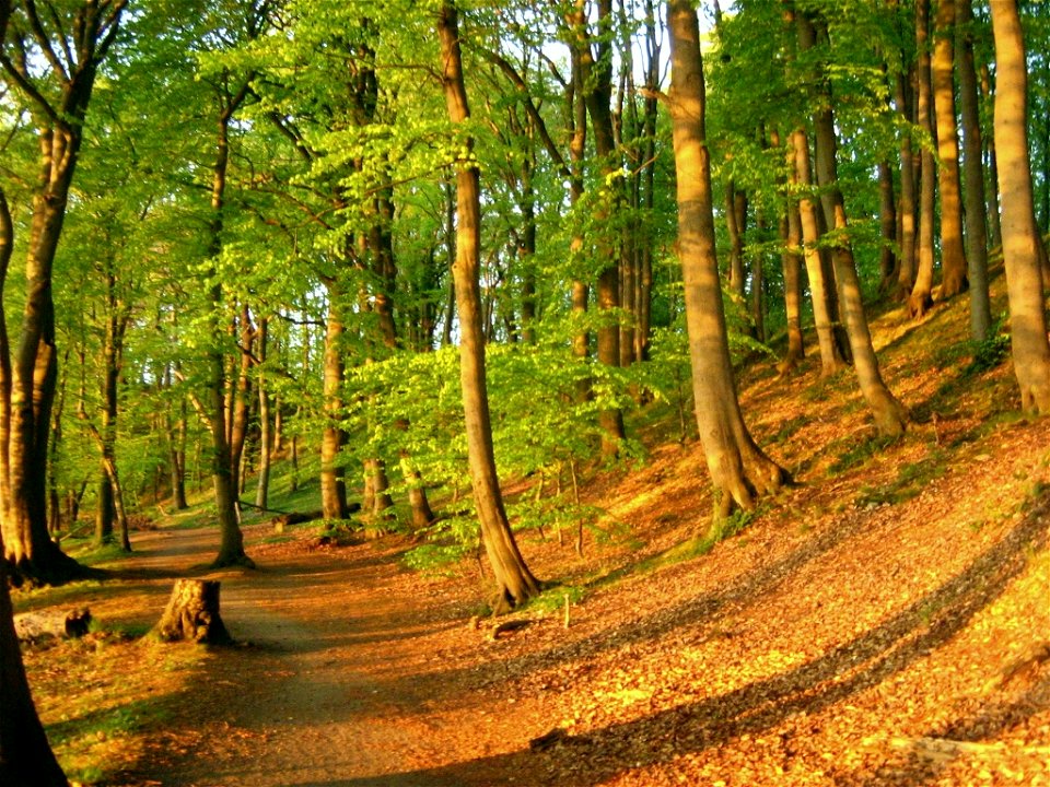Naturschutzgebiet Görslower Ufer am Schweriner See (Landkreis Parchim, Mecklenburg).