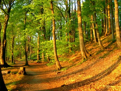 Naturschutzgebiet Görslower Ufer am Schweriner See (Landkreis Parchim, Mecklenburg).