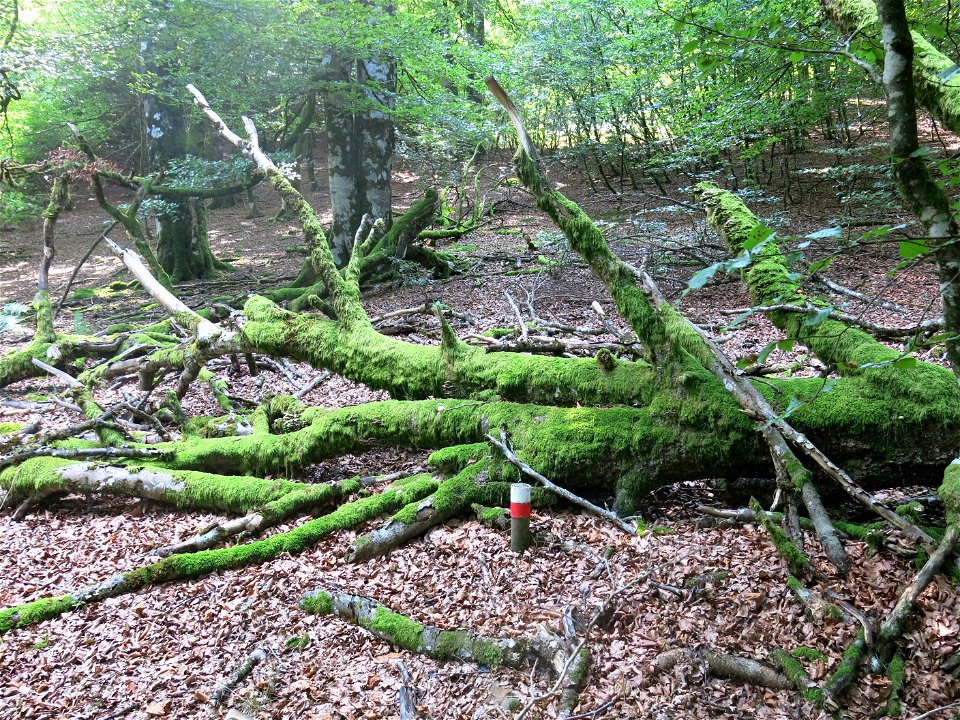 Forest near Esnazu (Pyrénées-Atlantiques, France).