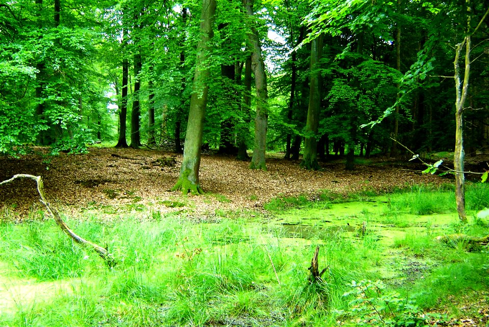 Rotbuchenwald und Waldsumpf mit Schwarzerlenbewuchs im Hinrichshagener Forst (Stadt Woldegk, Mecklenburg).