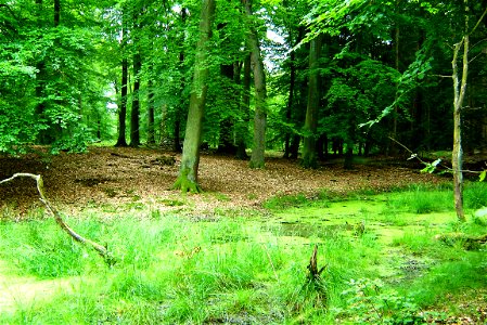 Rotbuchenwald und Waldsumpf mit Schwarzerlenbewuchs im Hinrichshagener Forst (Stadt Woldegk, Mecklenburg). photo