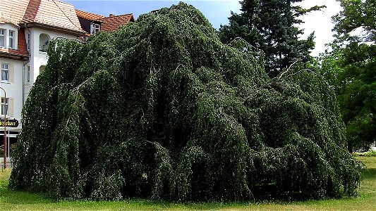Naturdenkmal Hängebuche auf dem Elmshorner Platz in Wittenberge, Brandenburg, Deutschland