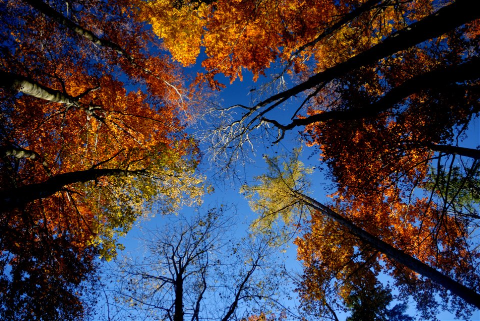 Rotbuchendominierter Wald, unter anderem auch mit Lärchen und Rotföhre bei Gaflenz