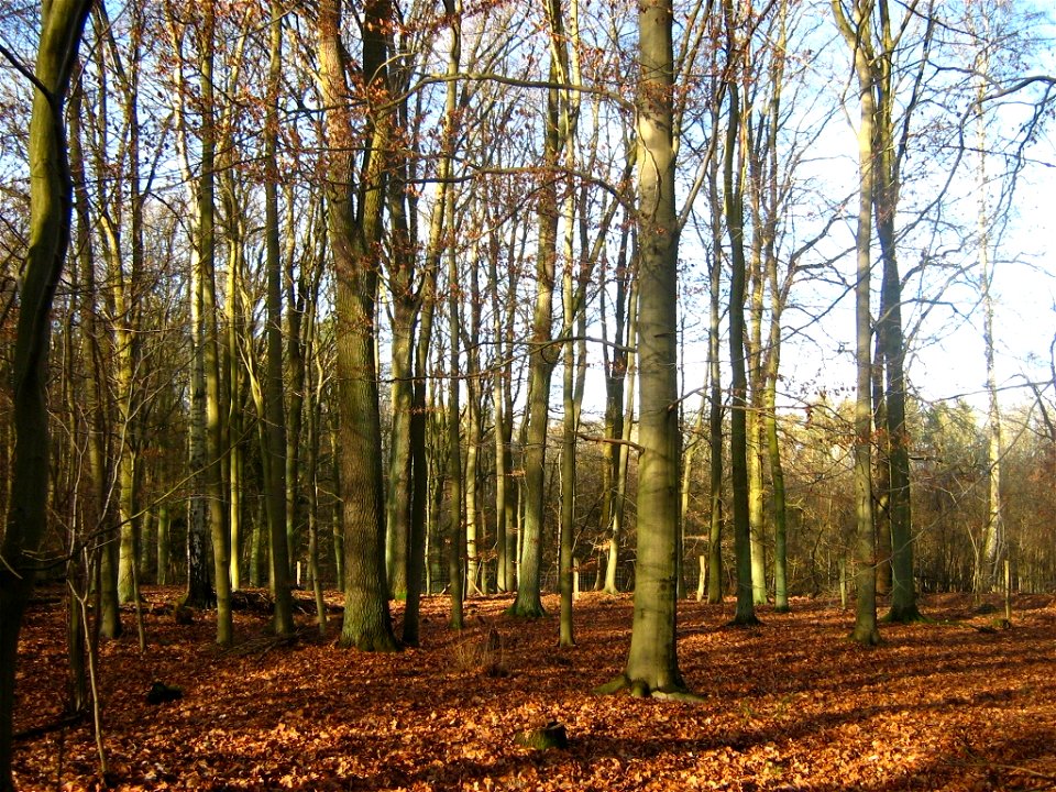 Laubmischwald aus Traubeneichen und Rotbuchen im Kremmener Forst (bei Nassenheide, Landkreis Oberhavel, Brandenburg