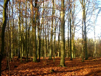 Laubmischwald aus Traubeneichen und Rotbuchen im Kremmener Forst (bei Nassenheide, Landkreis Oberhavel, Brandenburg