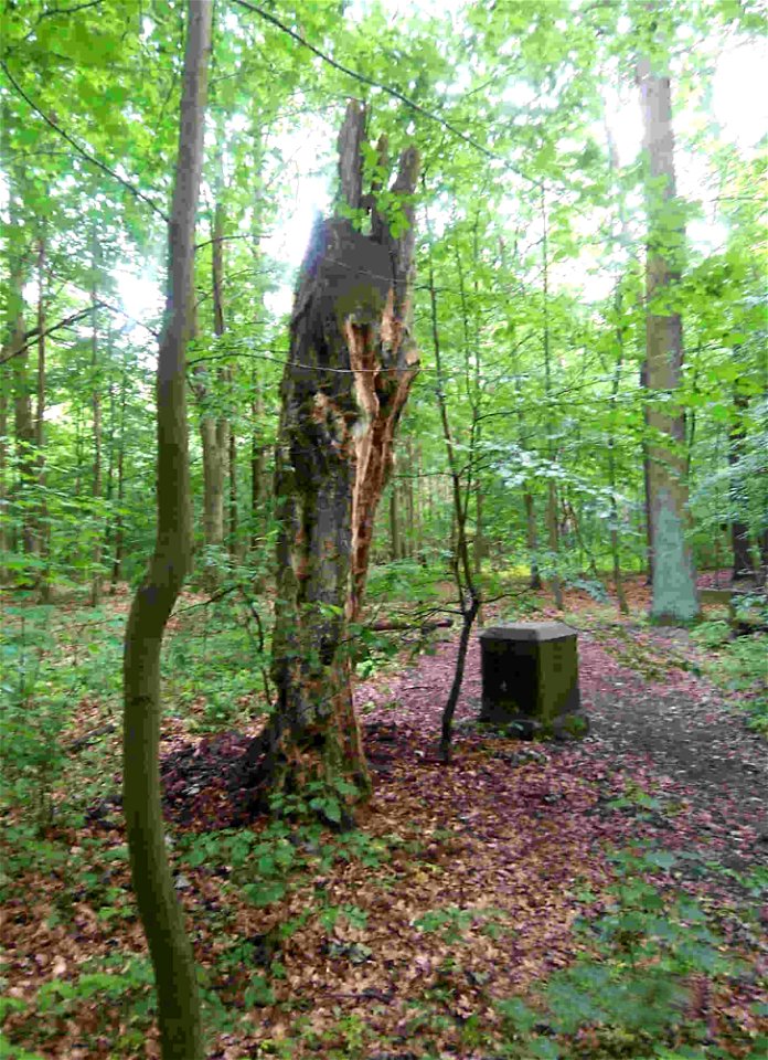 angebliche Reste der Kronprinzenbuche im Spandauer Forst (Berlin) mit Gedenkstein; es handelt sich mit großer Wahrscheinlichkeit nicht um die ursprüngliche Kronprinzenbuche, die ca. 30 m entfernt stan