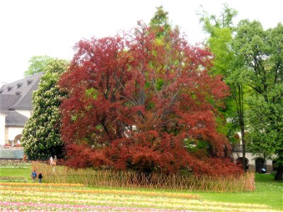 Auf der Landesgartenschau Bad Nauheim 2010. (im Kurpark)