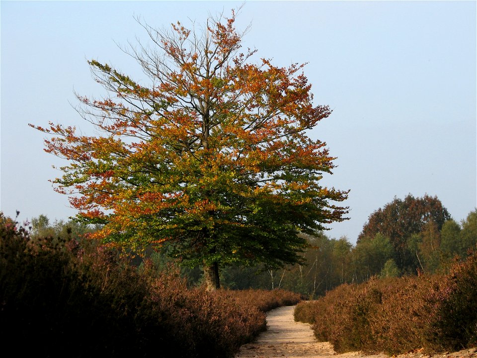 autumn landscape at the Amerongse berg, Amerongen NL