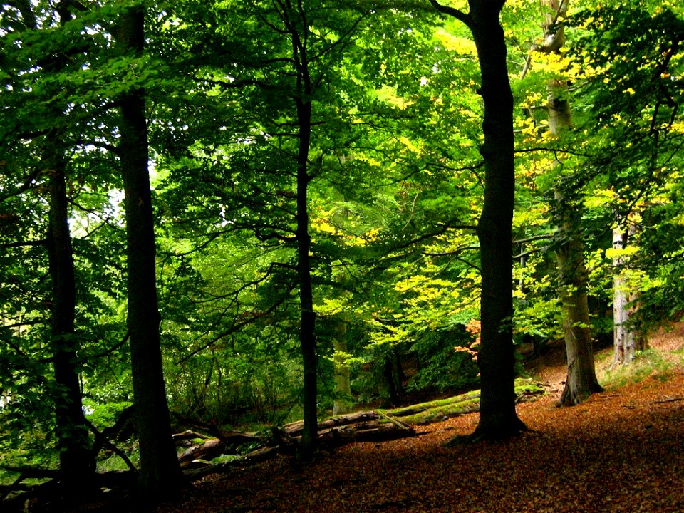 Laubwald am Teufelssee bei Thelkow