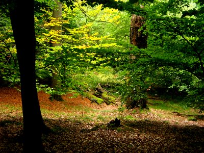 Laubwald am Teufelssee bei Thelkow