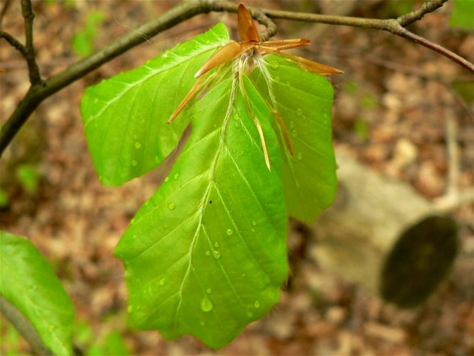 Image title: New green leaves
Image from Public domain images website, http://www.public-domain-image.com/full-image/nature-landscapes-public-domain-images-pictures/leaf-leaves-public-domain-images-pi