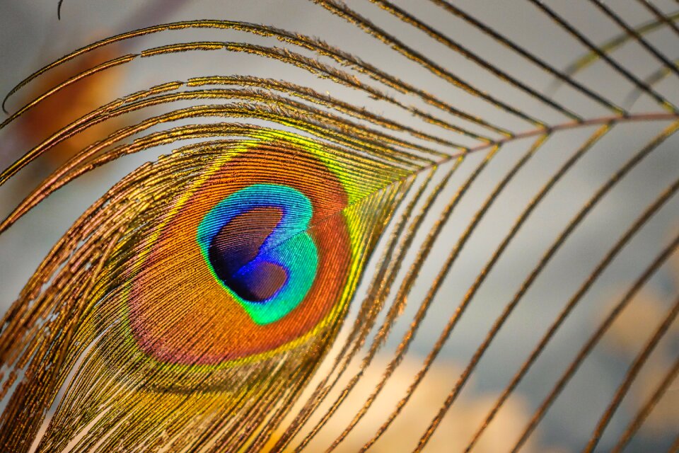 Peacock iridescent colorful