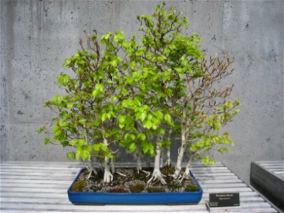 North Carolina Arboretum, Asheville, North Carolina, USA. Bonsai Fagus sylvatica.