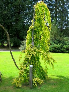 Fagus sylvatica 'pendula aurea' in the parc Fenestre de la Bourboule (Puy-de-Dôme, France). Identified by its botanic label.