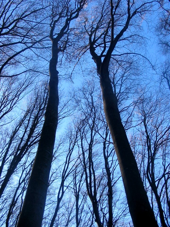 Beech trees. View from forest at village Pidvysoke, Berezhany district, Ternopil Oblast, western Ukraine.