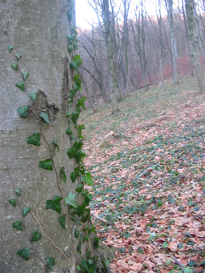 Nature of Pidvysoke, Berezhany district, Ternopil Oblast, Western Ukraine.