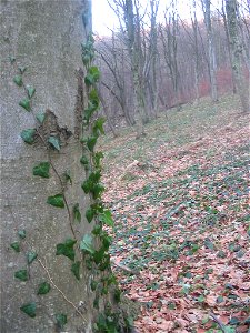 Nature of Pidvysoke, Berezhany district, Ternopil Oblast, Western Ukraine.