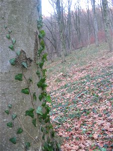 Nature of Pidvysoke, Berezhany district, Ternopil Oblast, Western Ukraine. photo