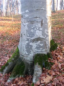 Corylus avellana photo