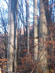 Beech tree forest in Pidvysoke, Berezhany raion, Ternopil oblast, western Ukraine. photo