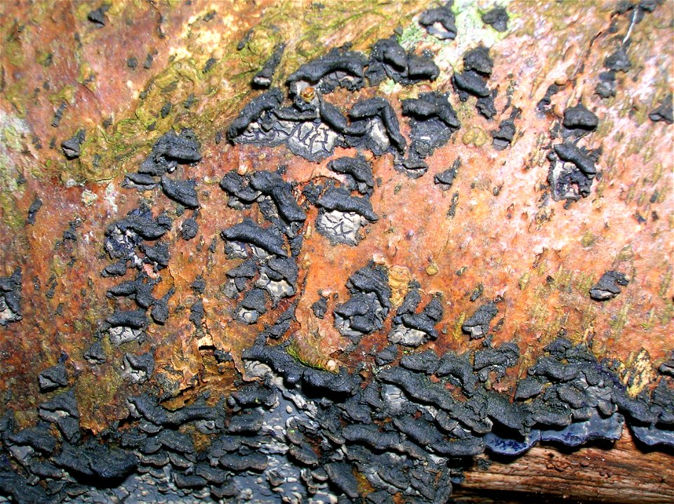 Beech with Cobalt Crust, Pulcherricium caeruleum at Eglinton, Irvine, North Ayrshire, Scotland