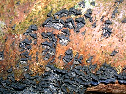 Beech with Cobalt Crust, Pulcherricium caeruleum at Eglinton, Irvine, North Ayrshire, Scotland photo