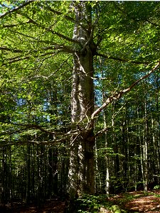 Rotbuche im Urwaldgebiet Mittelsteighütte photo