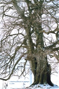 Schinderwasenbuche bei Suppingen photo