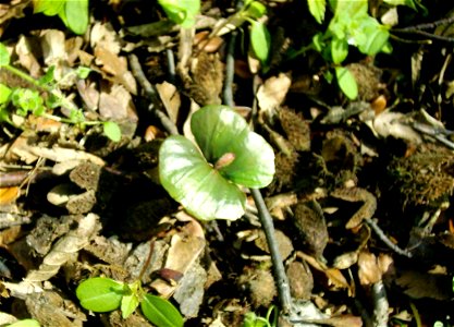 Beech seedling photo