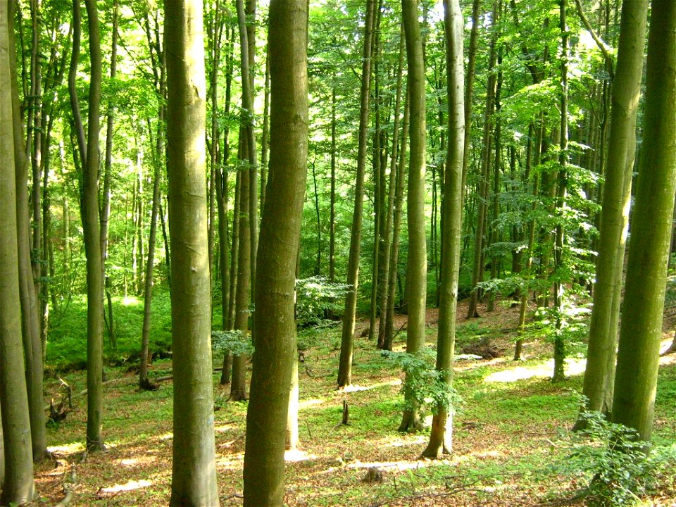 Buchen im Stadtwald Marlow. Der Wald befindet sich nördlich von Marlow auf dem westlichen Recknitztalhang.