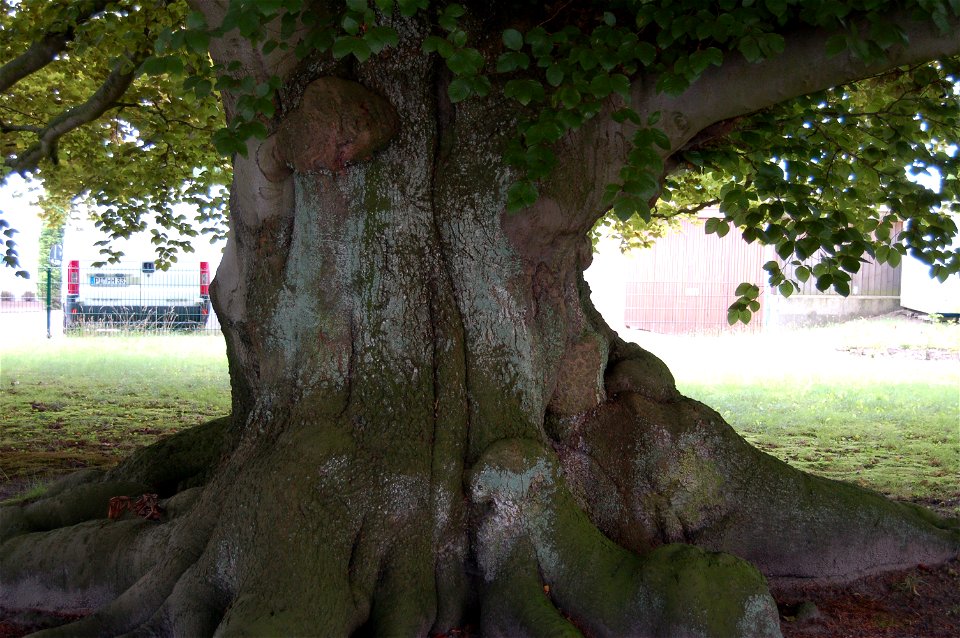 Stamm der Purpurbuche (Fagus sylvatica f.purpurea) in Uetersen; Der Stamm hat einen Umfang von 6,40 Meter, gemessen in einer Höhe von 1 Meter.