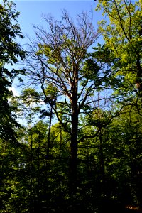 Wahrscheinlich durch die Trockenheit der letzten beiden Jahre stark geschädigte Rotbuche (fagus sylvatica) im Sauerbusch, Dresdner Heide (Sachsen) photo