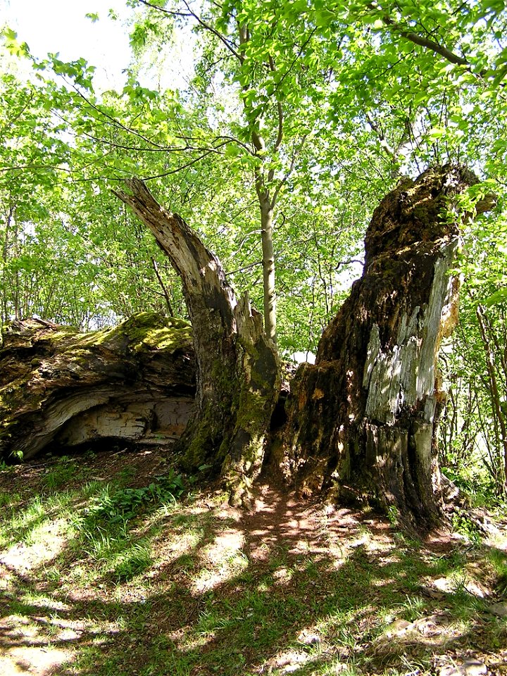 Remains of Stifter's Beech near Horní Planá, Český Krumlov District, South Bohemian Region, Czech Republic. The huge European Beech (Fagus sylvatica), aged about 300 years, was broken by a storm in 19