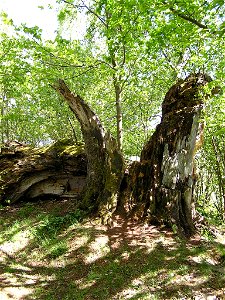 Remains of Stifter's Beech near Horní Planá, Český Krumlov District, South Bohemian Region, Czech Republic. The huge European Beech (Fagus sylvatica), aged about 300 years, was broken by a storm in 19 photo